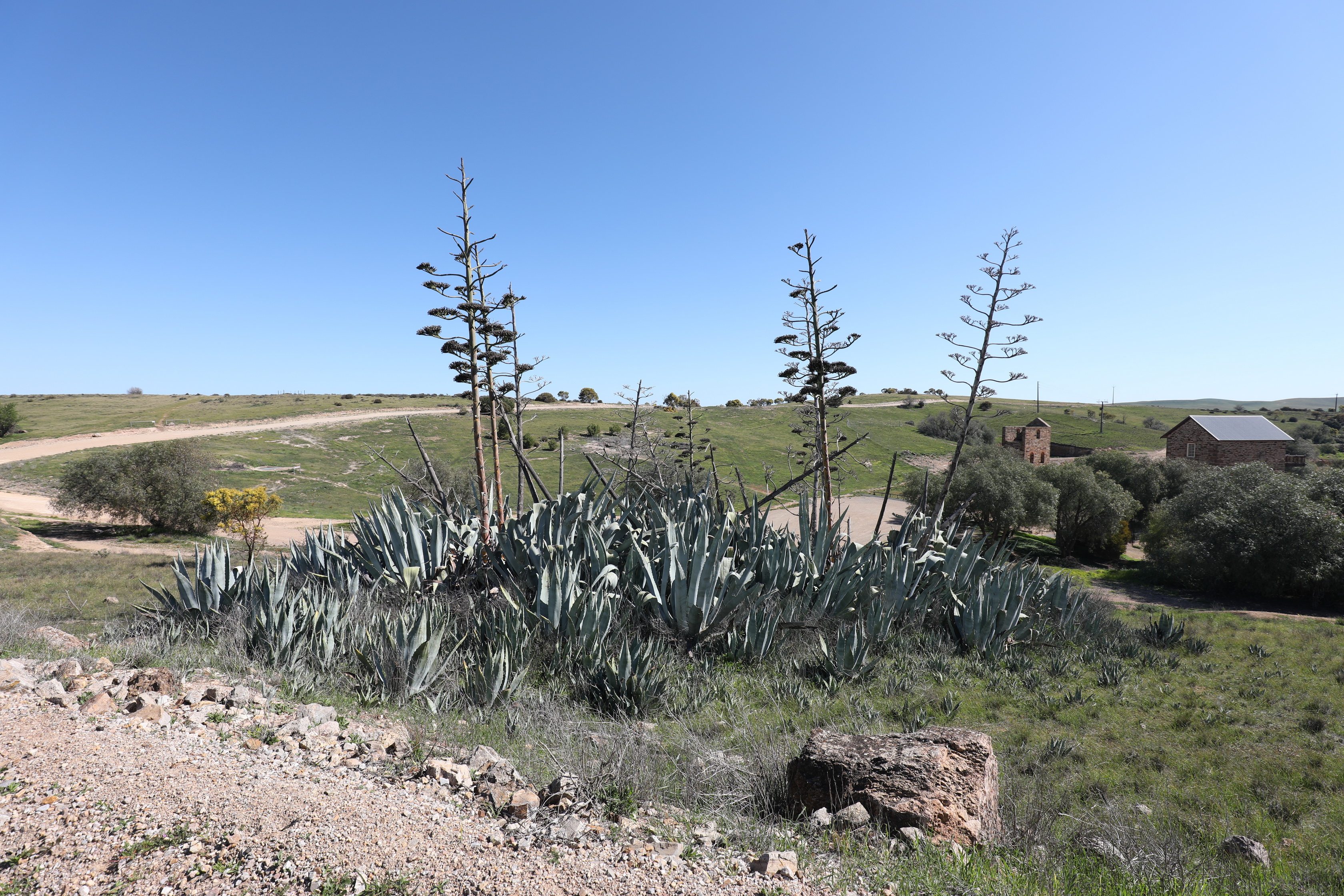 2019 08 30 13 34 20 Canon EOS 5D Mark IV 0006